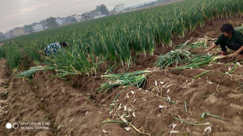 周口铁杆刚葱大量供应基地直供实力代办保证质量
