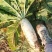 白萝卜二斤半右左，耐运输颜色细白，欢迎新老客户光临
