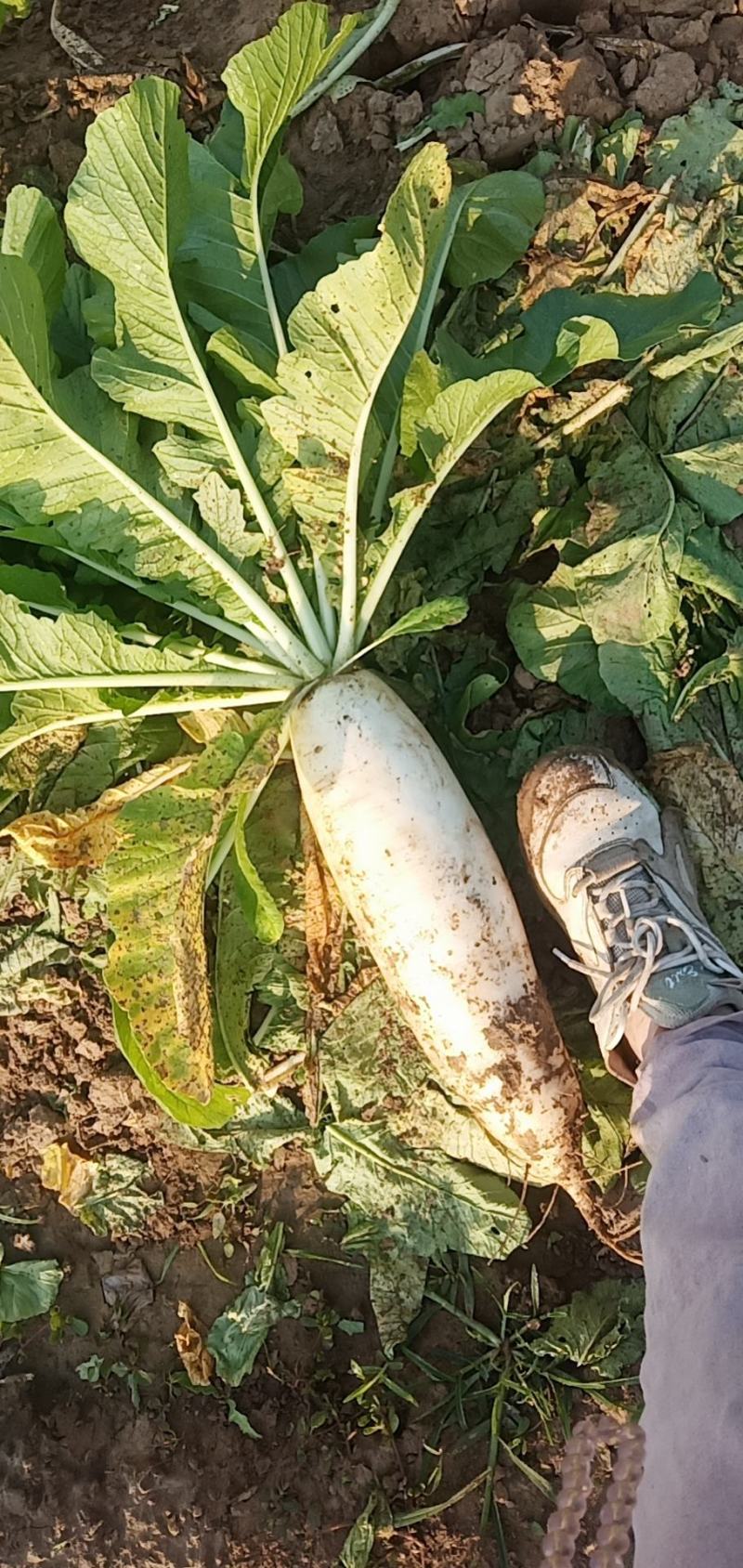 白萝卜二斤半右左，耐运输颜色细白，欢迎新老客户光临