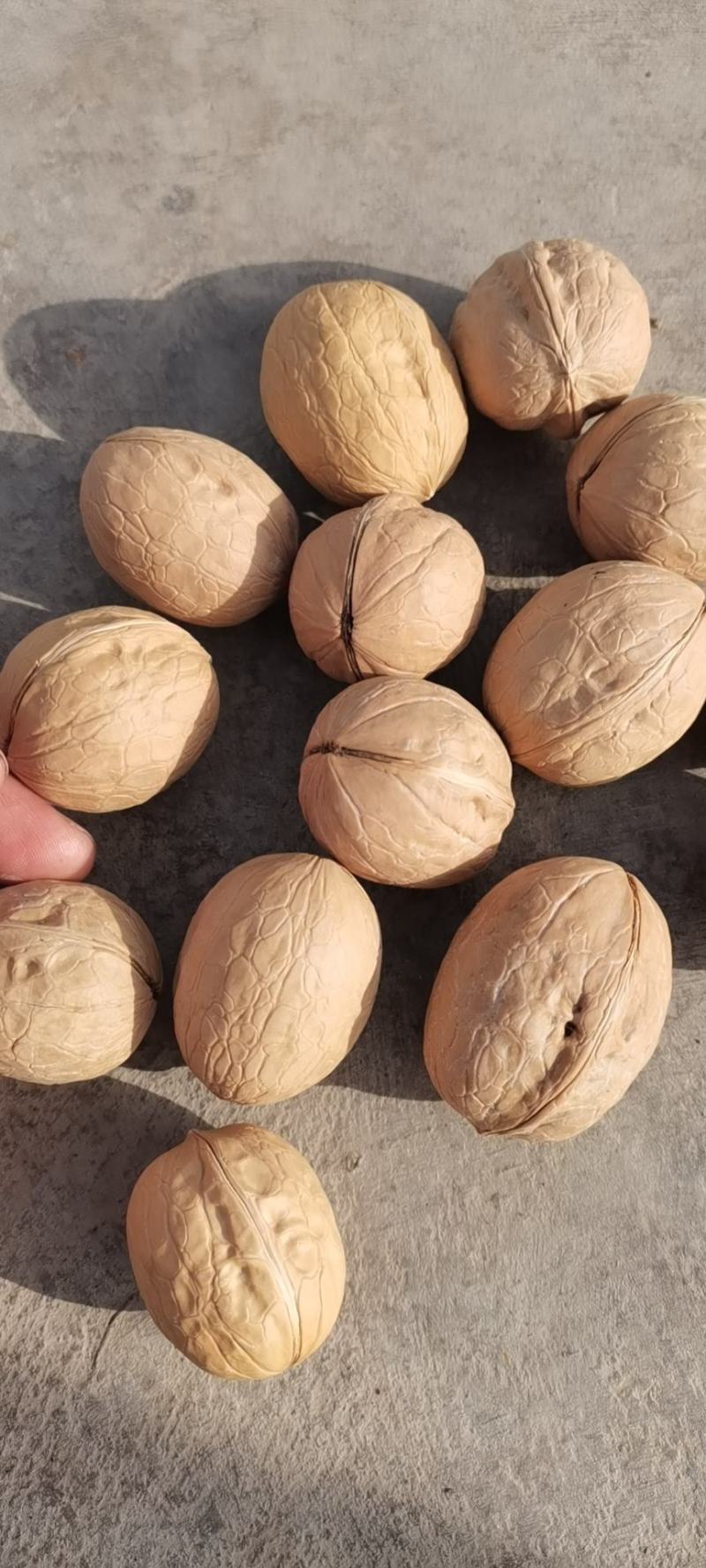 新疆熟核桃多味核桃薄皮核桃工厂货源支持一件代发