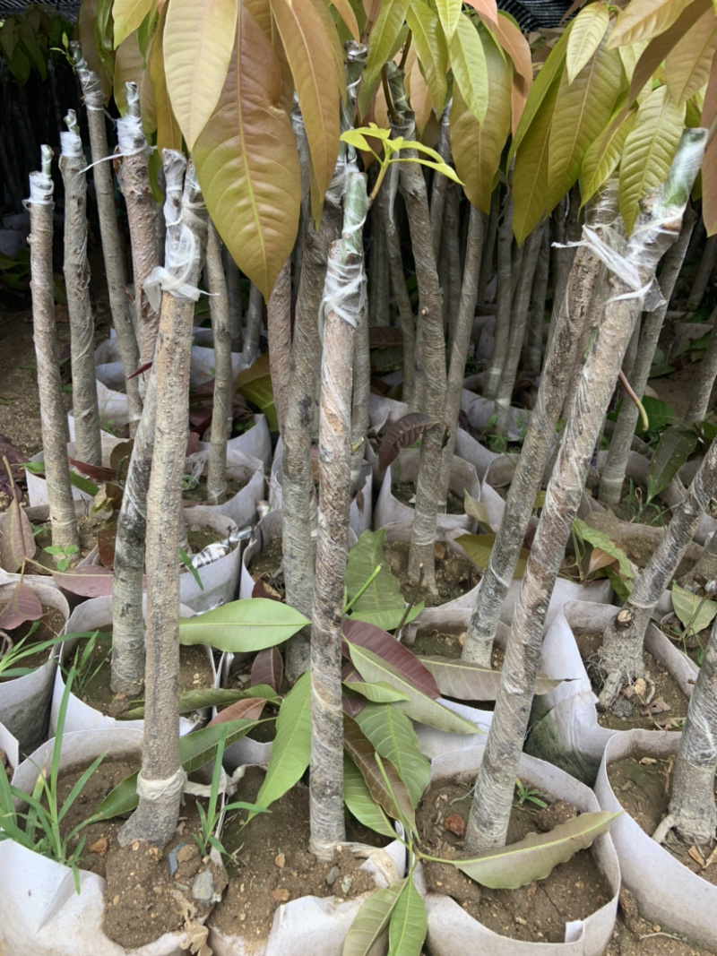 攀枝花芒果苗30公分以上量大和你优惠