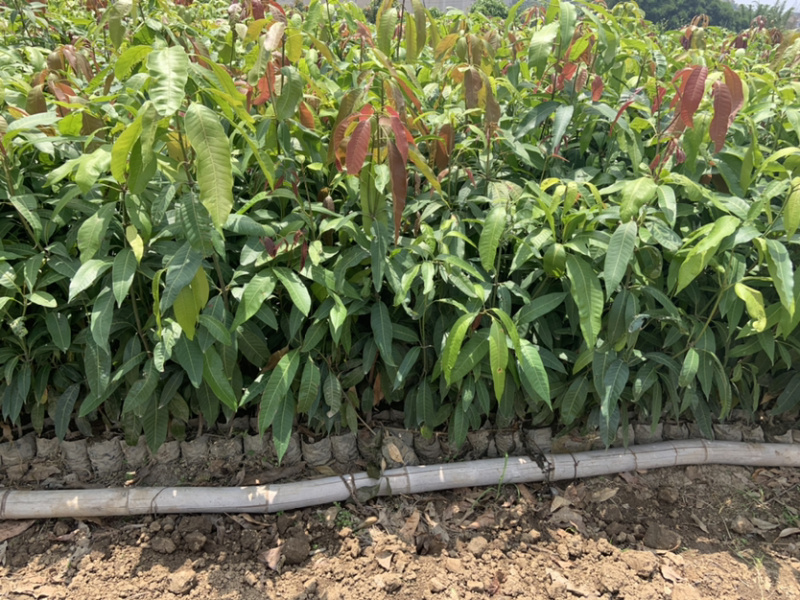 攀枝花芒果苗30公分以上量大和你优惠