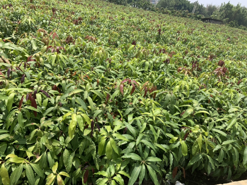 攀枝花芒果苗30公分以上量大和你优惠
