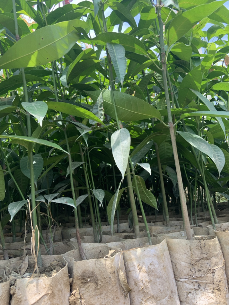 攀枝花芒果苗30公分以上量大和你优惠