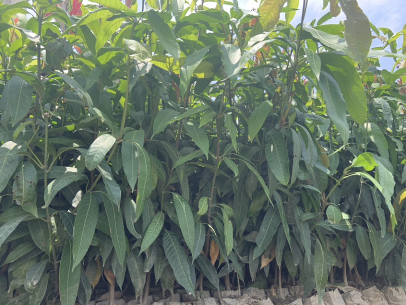 攀枝花芒果苗30公分以上量大和你优惠
