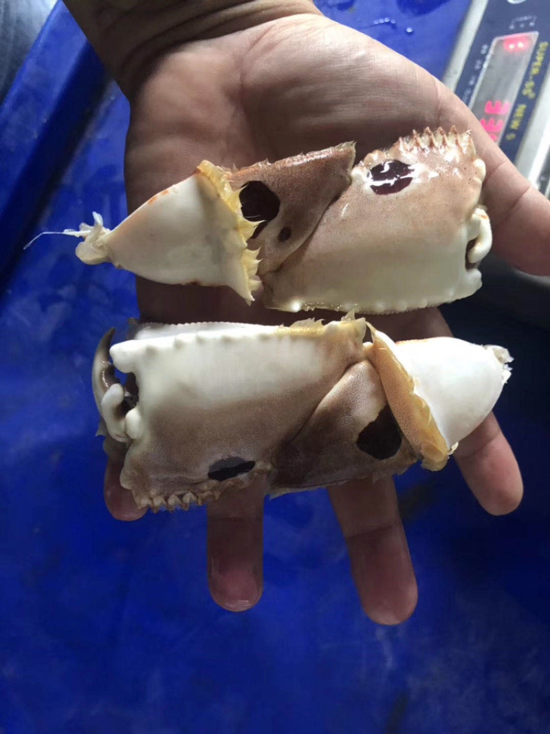 精选面包蟹脚（深海螃蟹）