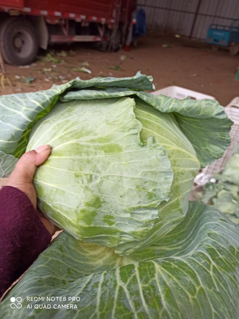 京丰一号扁包菜。外形美观。甘蓝产地货量充足