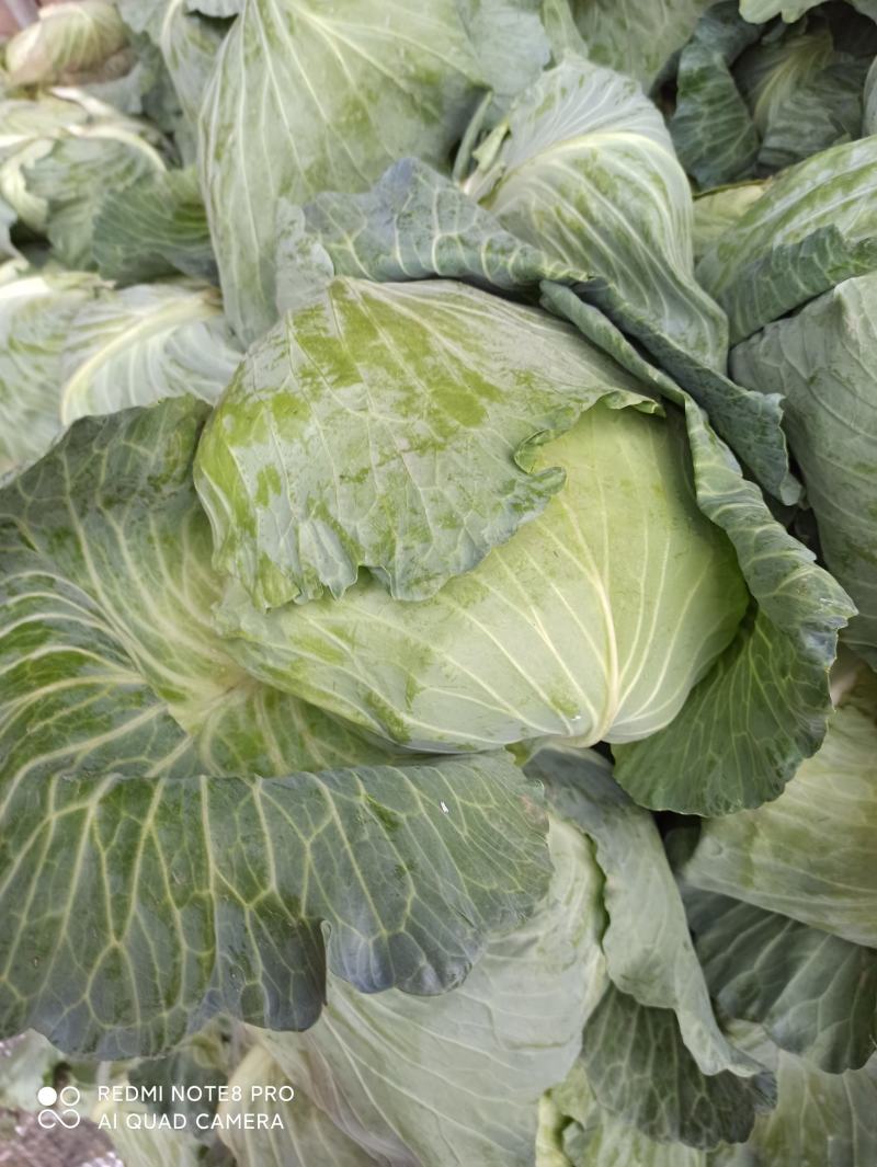 京丰一号扁包菜。外形美观。甘蓝产地货量充足