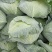 京丰一号扁包菜。外形美观。甘蓝产地货量充足