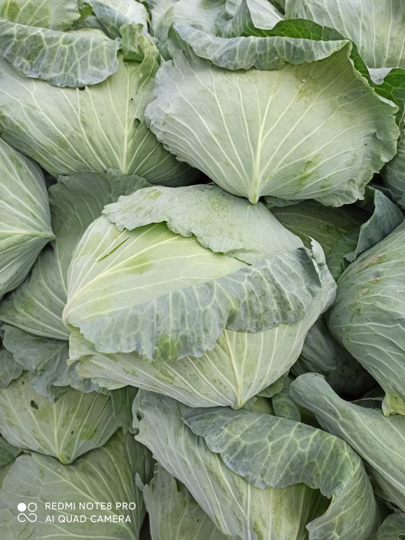 京丰一号扁包菜。外形美观。甘蓝产地货量充足