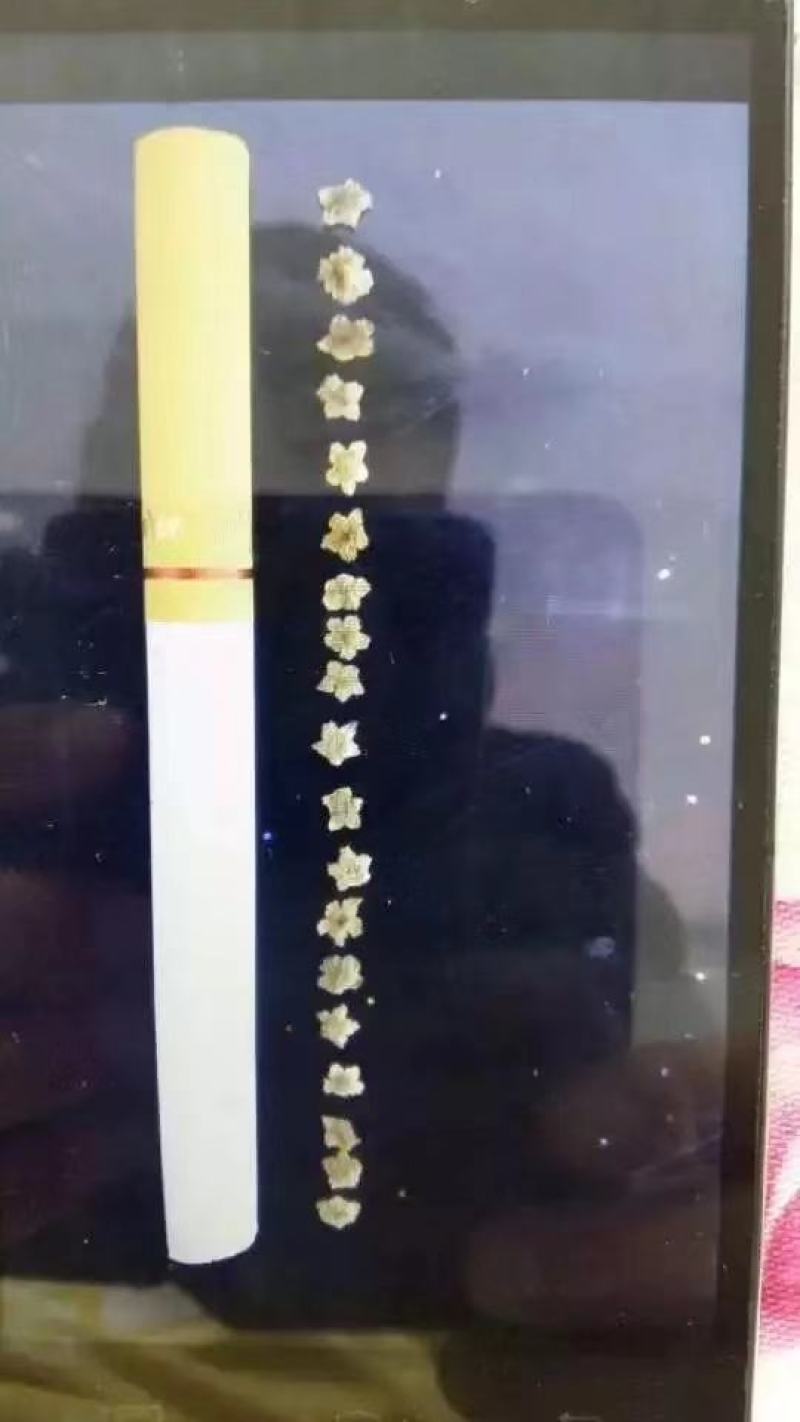 黑龙江地肤子产地直供！东北五星地肤子大货！
