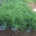 云南大天冬(天门冬)苗.地下块茎薯类中药材