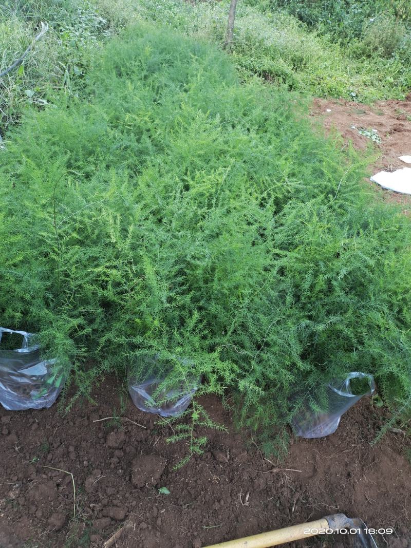 云南大天冬(天门冬)苗.地下块茎薯类中药材