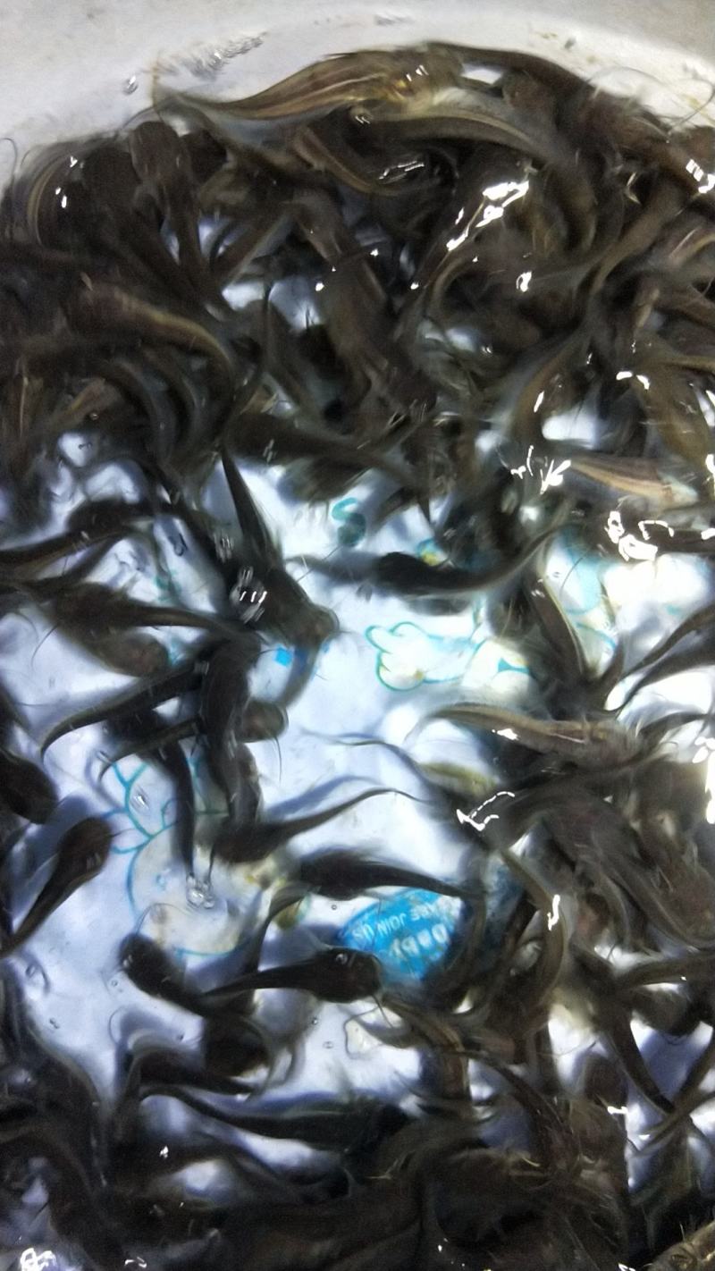 场地直销大量供应，鲶鱼苗苏丹大口鲶鱼苗，杂交大口鲶鱼苗，