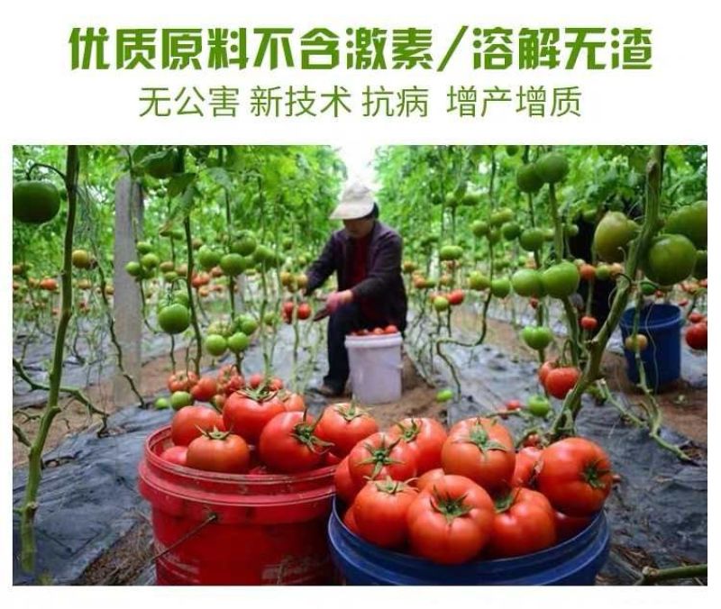 大量元素水溶肥高钾12-8-40，以色列雅翠凯普乐进口