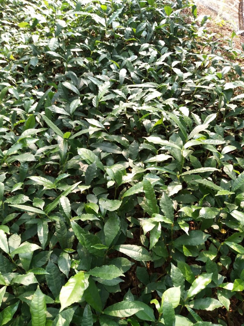 白花牛奶苗牛奶树根苗，牛奶根苗