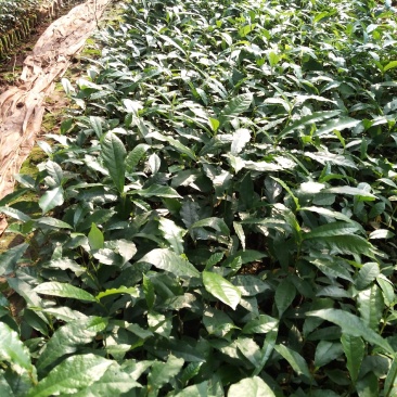 白花牛奶苗牛奶树根苗，牛奶根苗