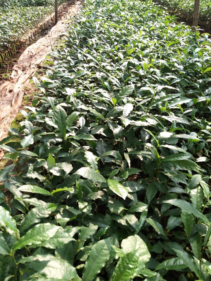 白花牛奶苗牛奶树根苗，牛奶根苗