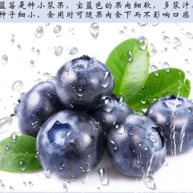 新鲜蓝莓现摘现发孕妇宝宝辅食应季水果批发