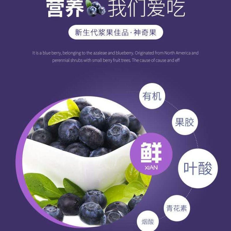 新鲜蓝莓现摘现发孕妇宝宝辅食应季水果批发