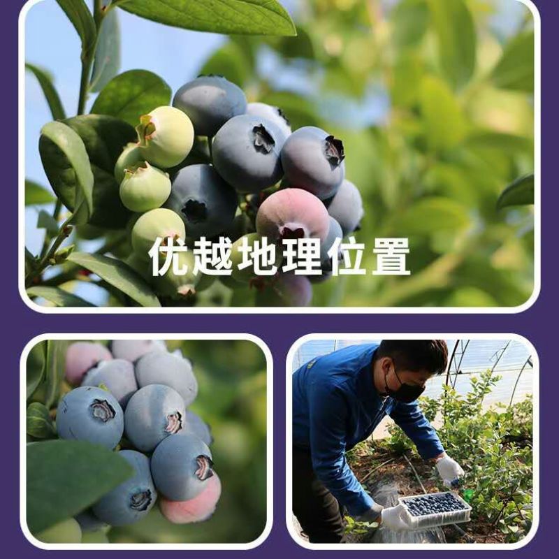 新鲜蓝莓现摘现发孕妇宝宝辅食应季水果批发