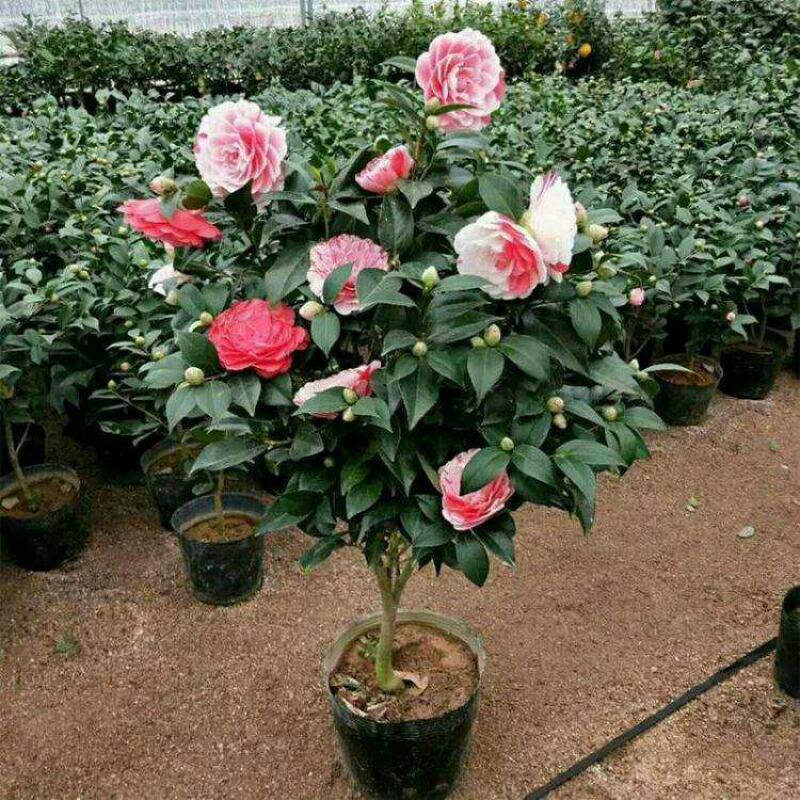 苗圃直发蔷薇苗花色齐全现挖现发南北皆可种植包成活