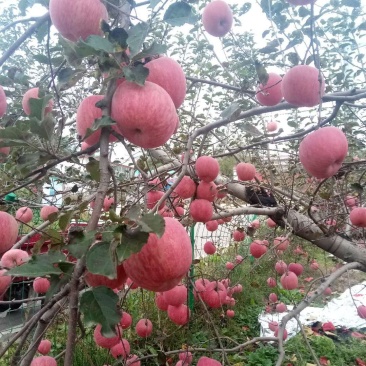 苹果上货了老板