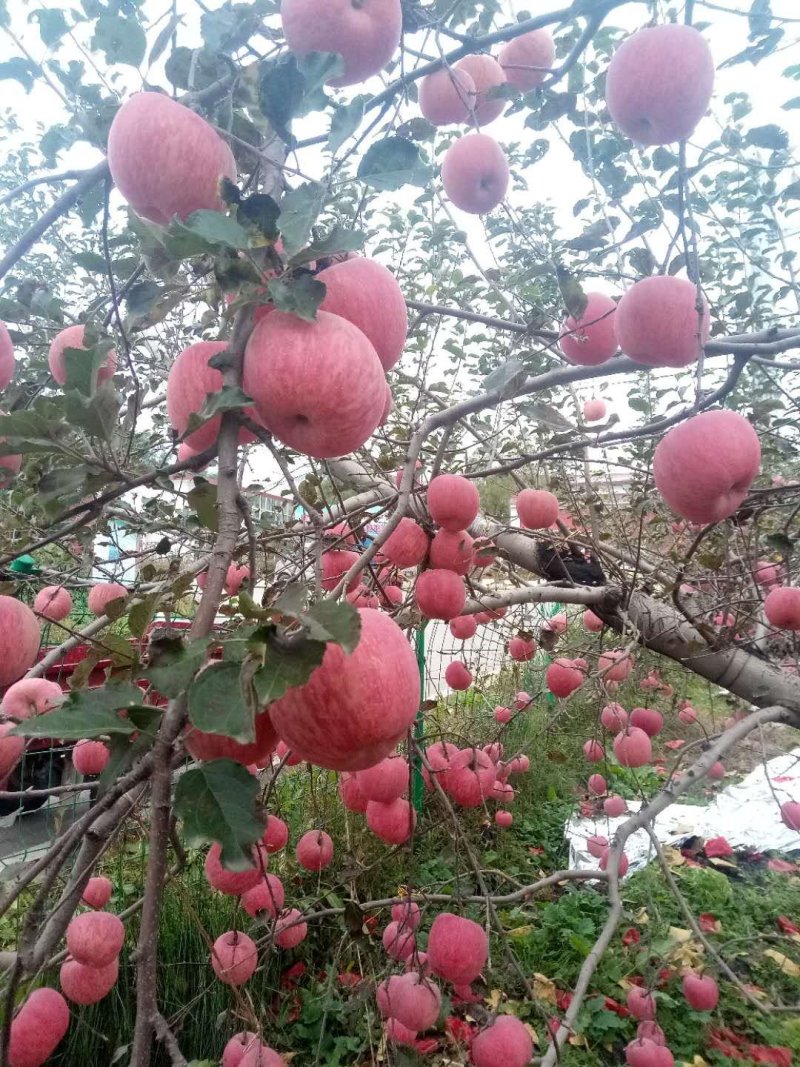 苹果上货了老板