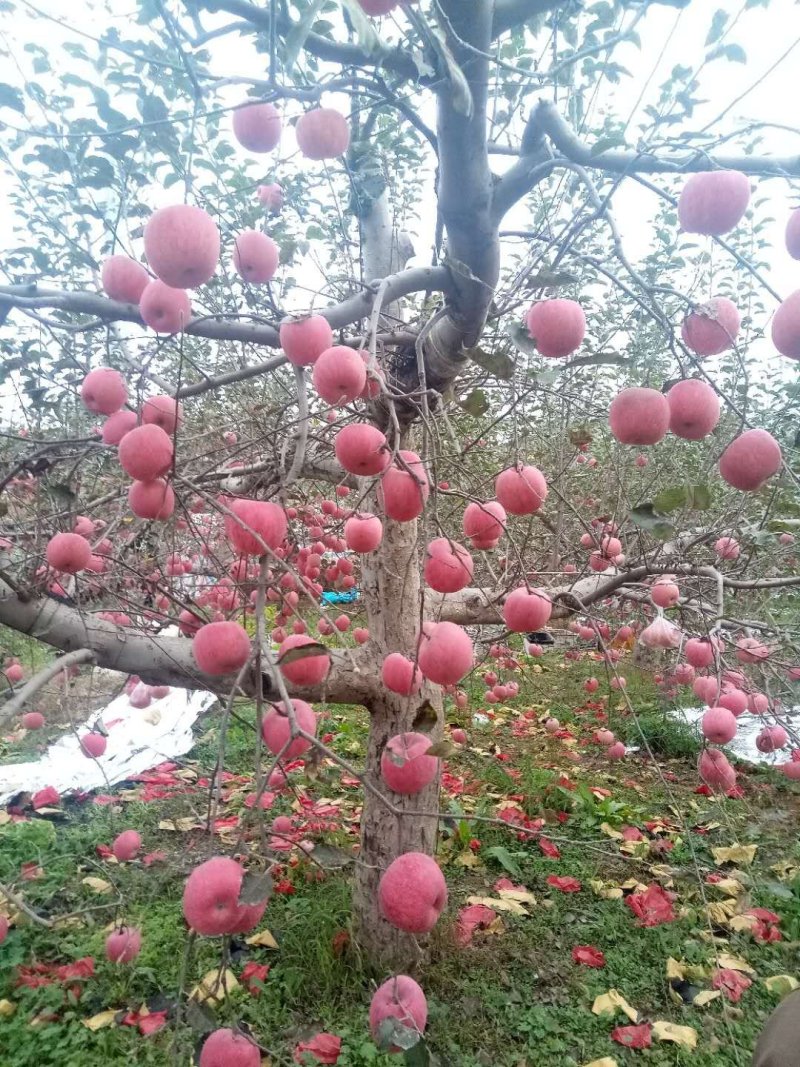 苹果上货了老板