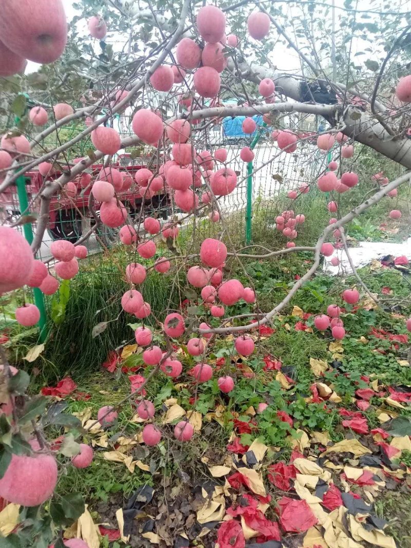 苹果上货了老板