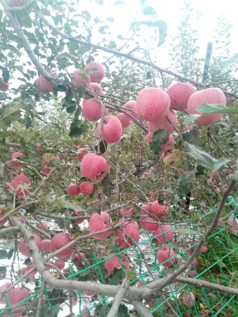 苹果上货了老板