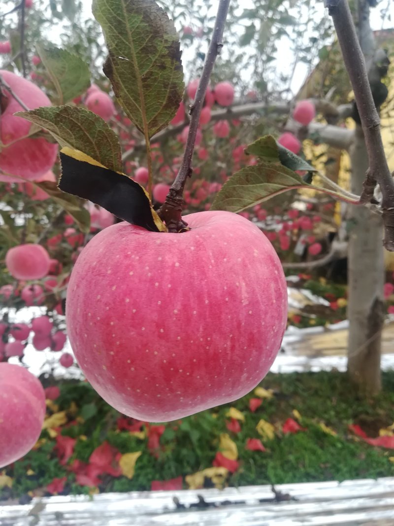 苹果上货了老板