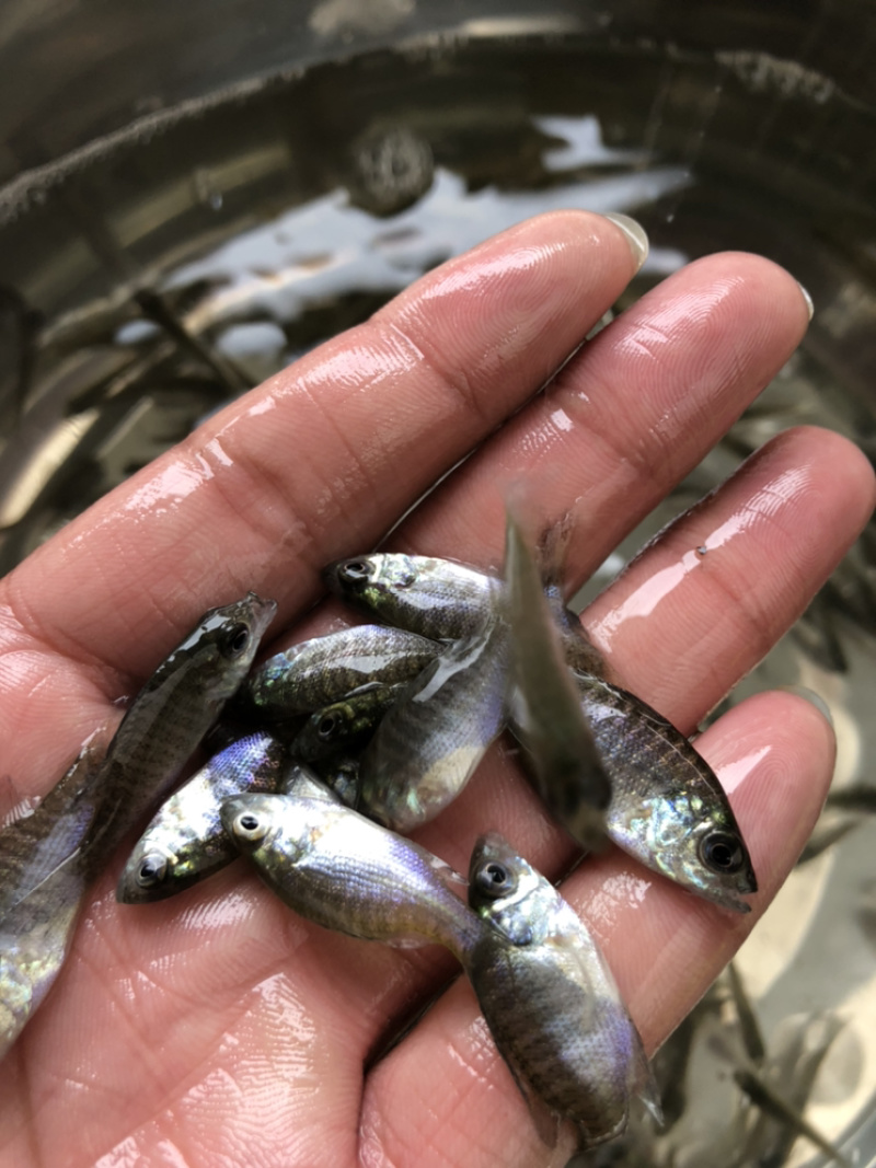 太阳鱼苗蓝思太阳鱼苗金边太阳鱼苗