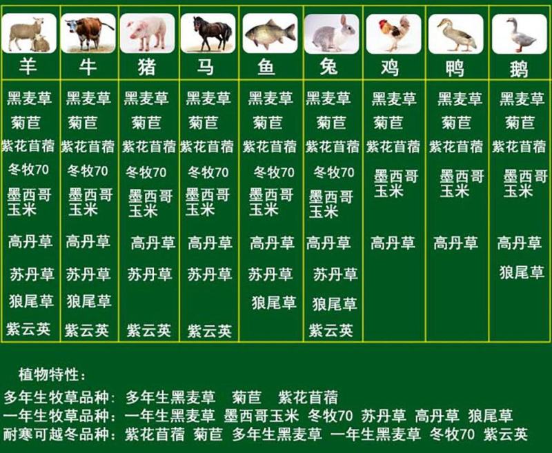 菊苣种籽大叶多年生菊苣种子四季牧草种子羊牛兔鸡鸭鹅鱼草猪