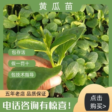 黄瓜苗瑞克斯旺922乾德全雌油量黄瓜抗病强产量高