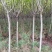 樱花，日本晚樱，3至6公分有量