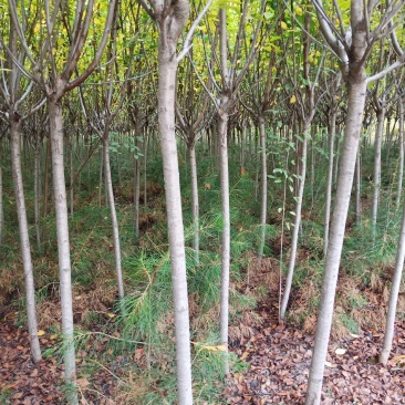 樱花，日本晚樱，3至6公分有量