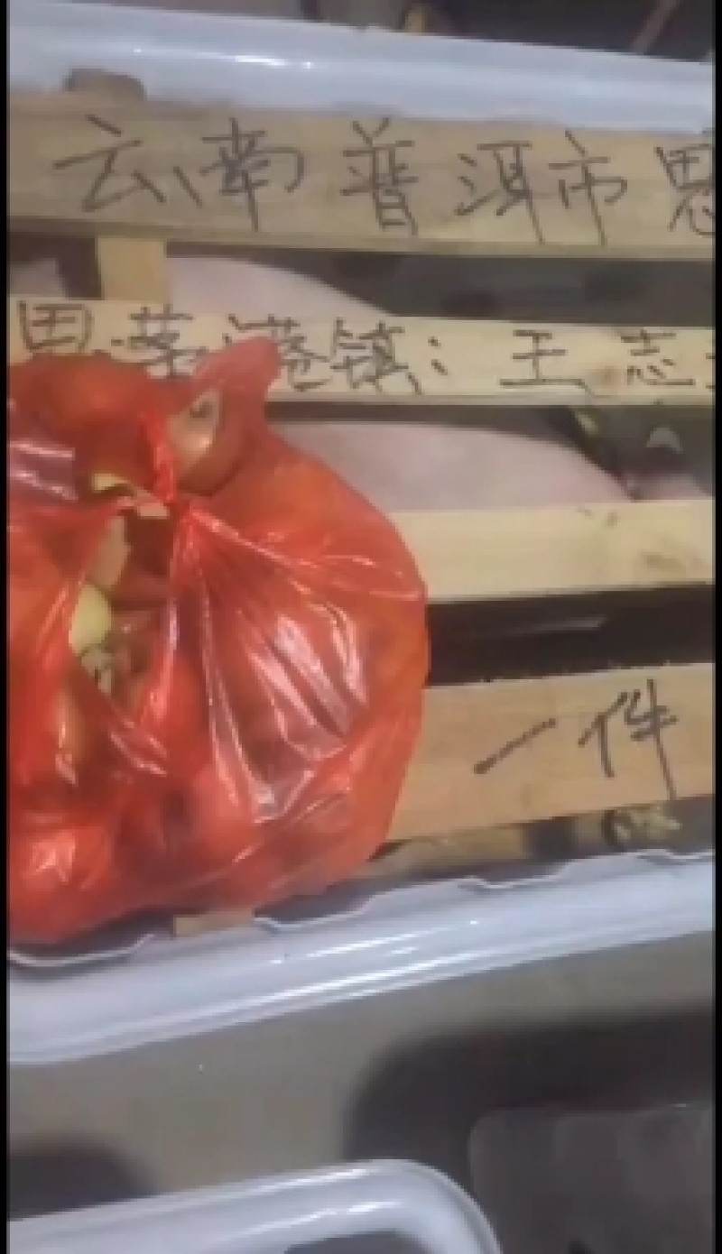 大白母猪，产仔多（买10头母猪送一头）3头起全国包邮