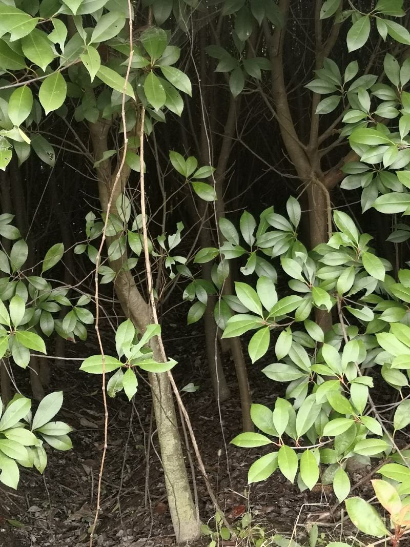 苗木销售，经营转行处理销售