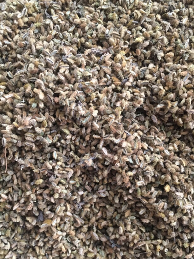 鹤虱【包邮】三斤起发货可批量可零售量大从优