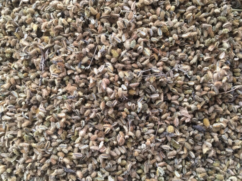 鹤虱【包邮】三斤起发货可批量可零售量大从优