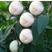 桃树嫁接苗新品种白如玉桃苗南方北方种植果树白桃苗