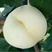 桃树嫁接苗新品种白如玉桃苗南方北方种植果树白桃苗
