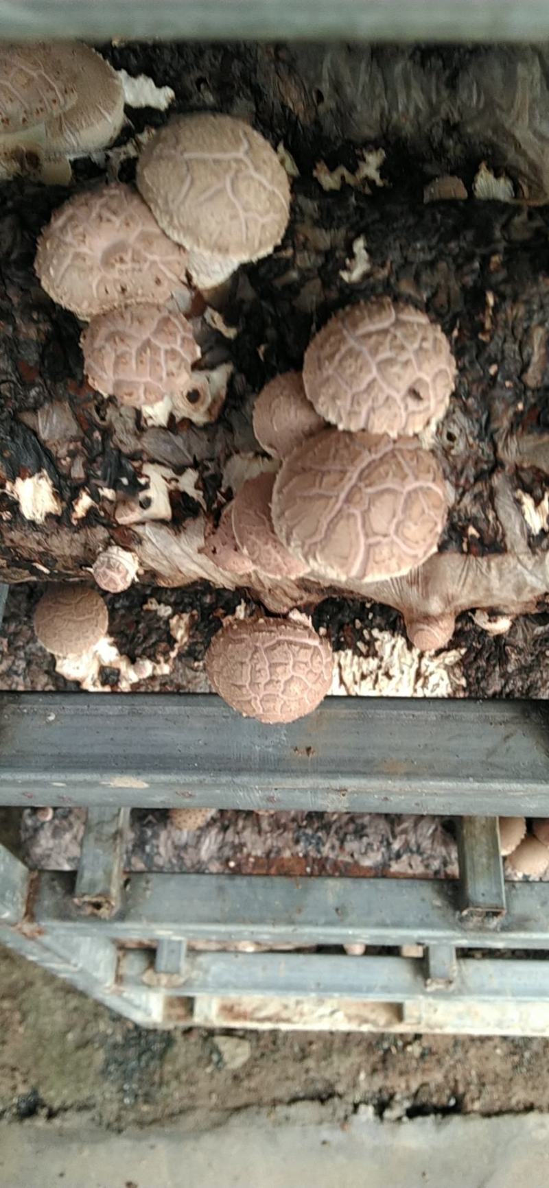 河南内乡深山农户自种春栽鲜菇，爱心助农，鲜货到家