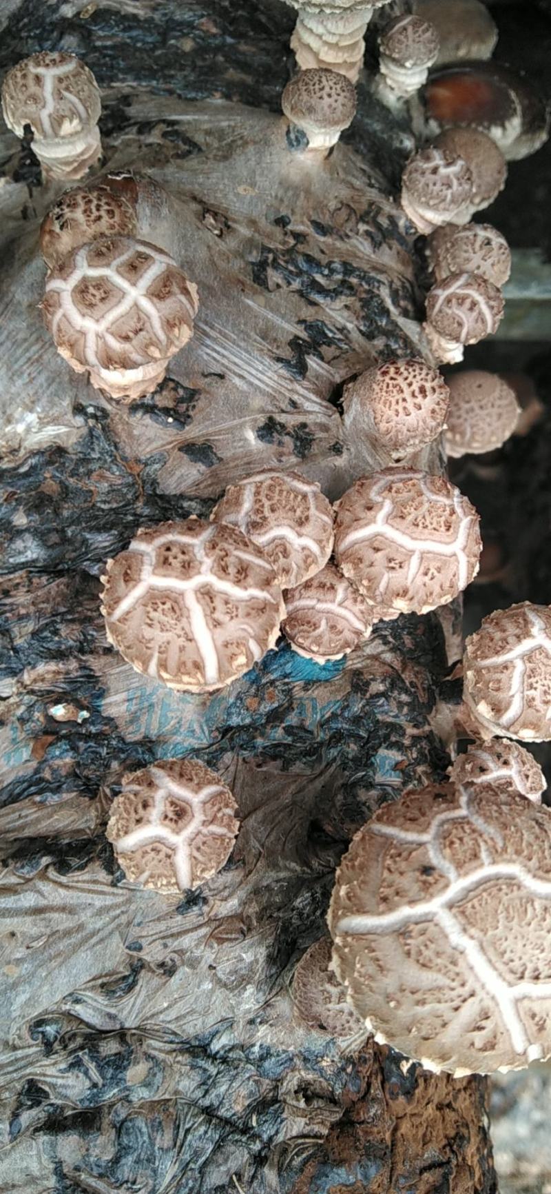 河南内乡深山农户自种春栽鲜菇，爱心助农，鲜货到家