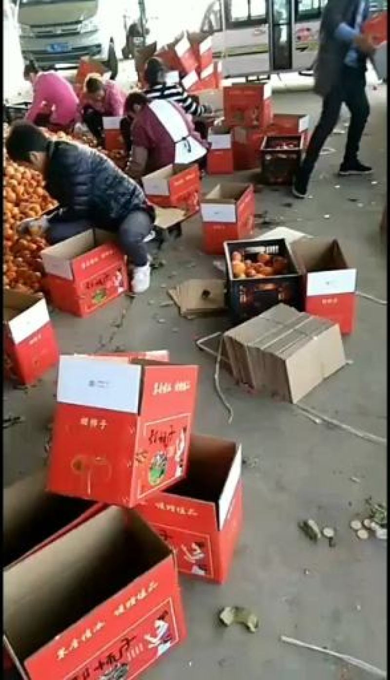 柿子牛心柿子个头大，果面干净口感甜保证质量对接全国