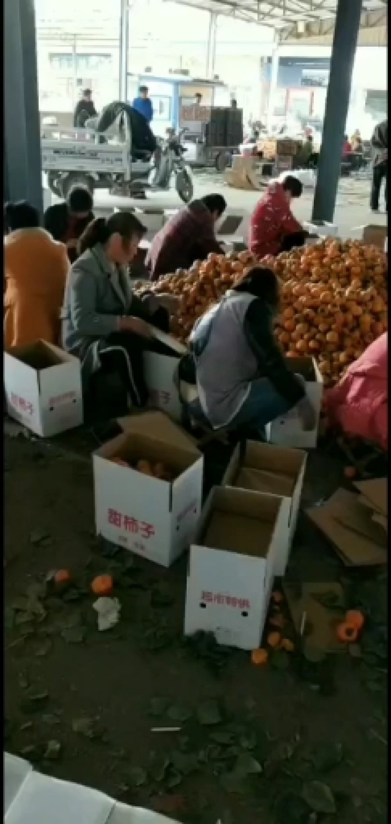 柿子牛心柿子个头大，果面干净口感甜保证质量对接全国