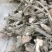 甘肃临洮千层观花芍药根