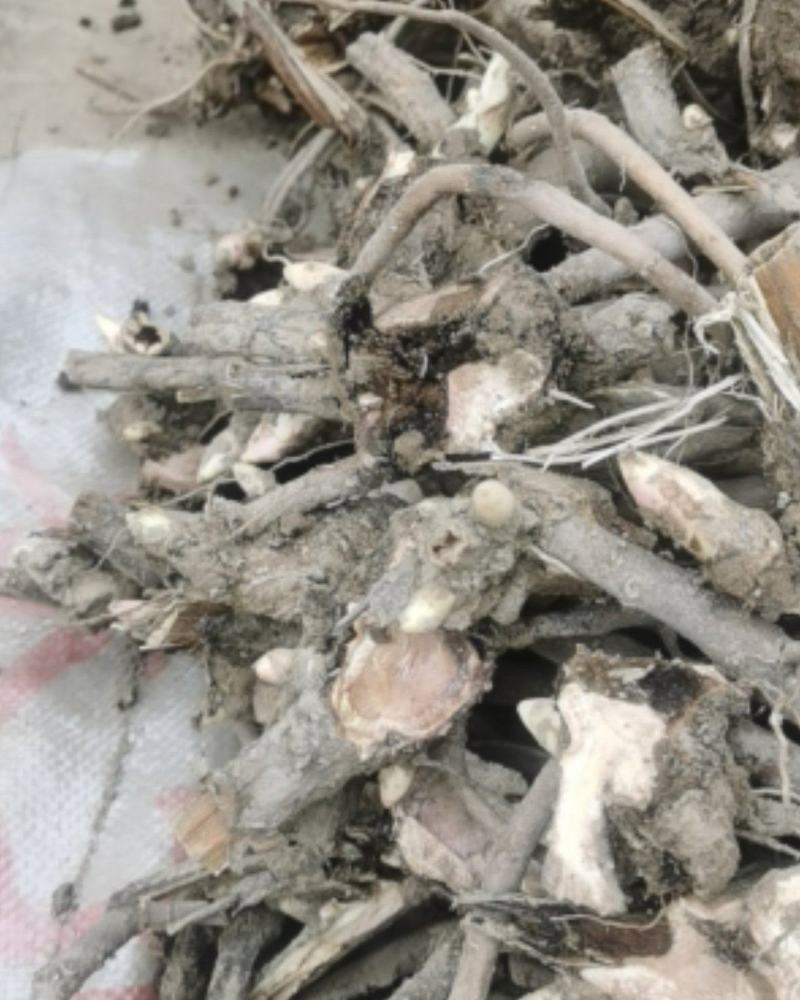 甘肃临洮千层观花芍药根