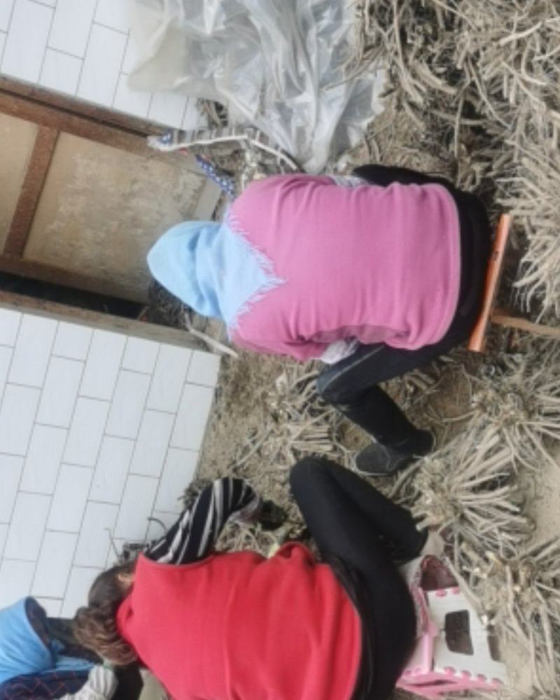 甘肃临洮千层观花芍药根